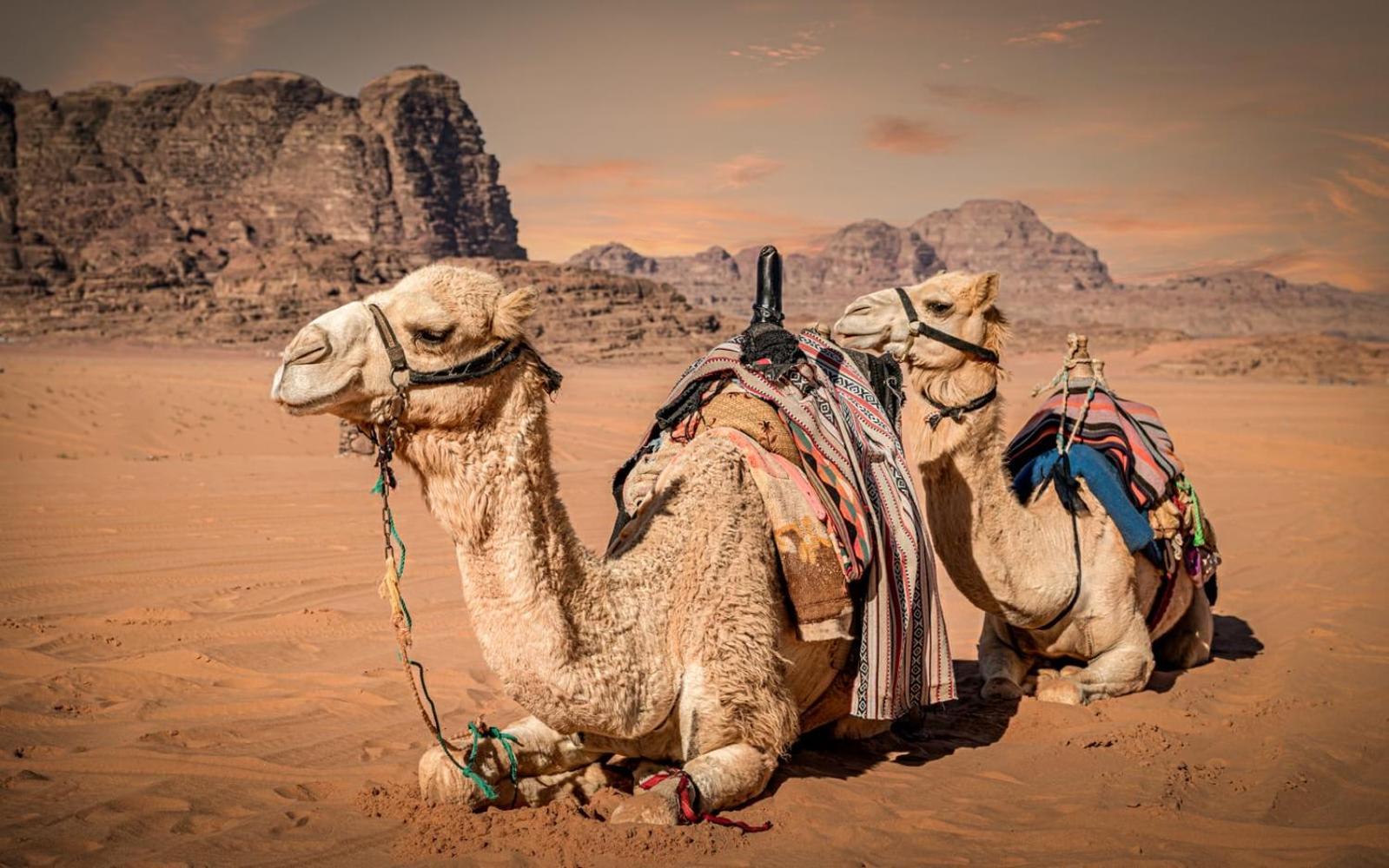 Отель Bedouin Life Camp Вади-Рам Экстерьер фото